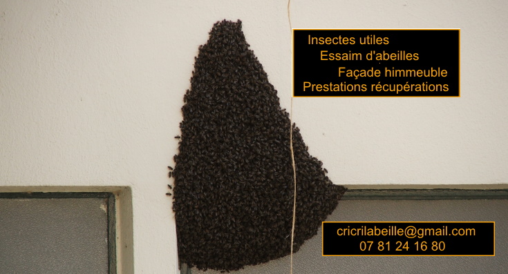 insectes-utiles-essaim-abeilles-façade-himmeuble-prestations-récupération.jpg