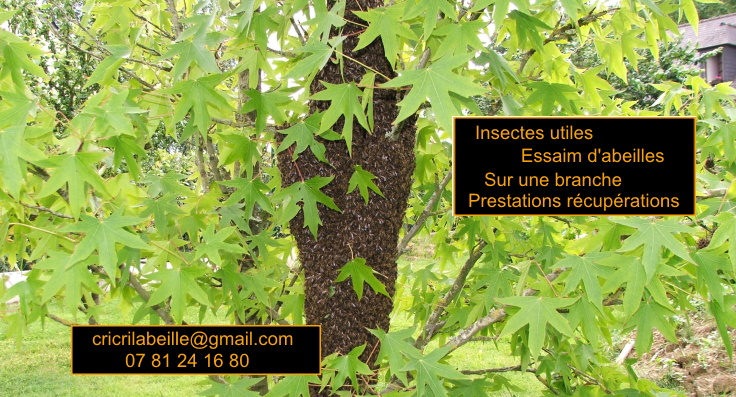 insectes-utiles-essaim-abeilles-branche-prestations-récupération.