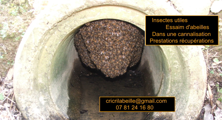 insectes-utiles-essaim-abeilles-cannalisation-prestations-récupération.