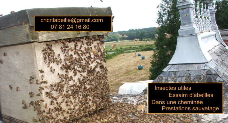 insectes-utiles-essaim-abeilles-dans-cheminée-prestation-sauvegarde.