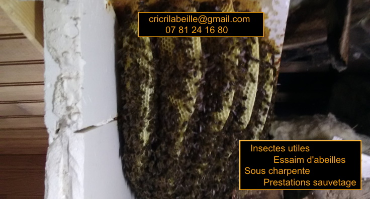 insectes-utiles-essaim-abeilles-sous-toiture-prestations-sauvetage.