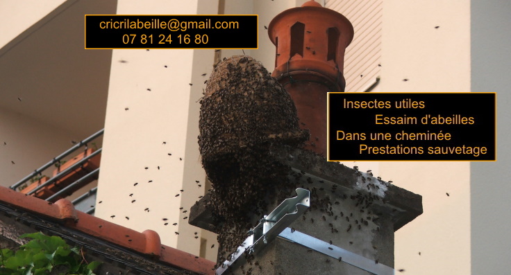 insectes-utiles-essaim-abeilles-dans-cheminée-prestations-sauvetage.