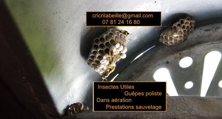insectes-utile-guêpes-poliste-dans-aération-prestations-sauvetage.