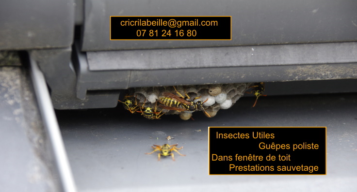 insectes-utile-guêpes-poliste-fenêtre-toit-prestations-sauvetage.
