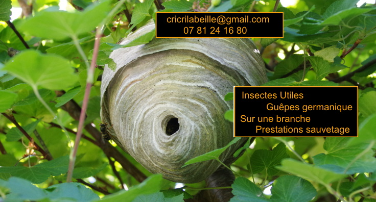 insectes-utile-guêpes-germanique-sur-branche-prestations-sauvetage.