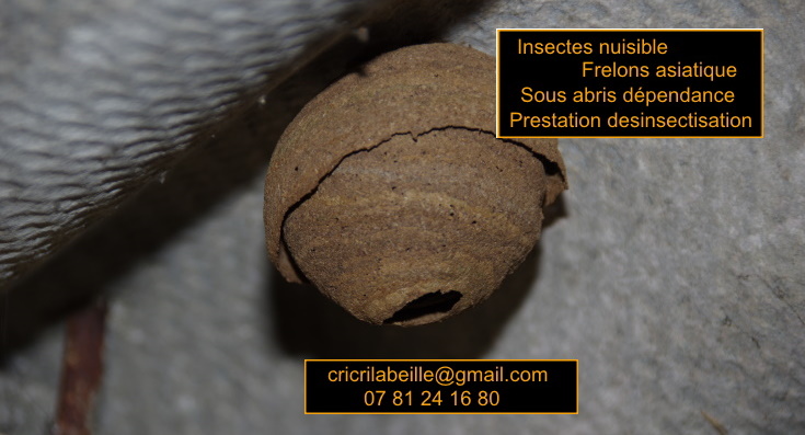 insectes-nuisible-frelons-asiatique-sous-abris-dépendance-desinsectisation.