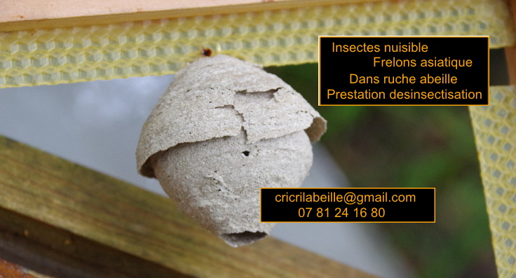 insectes-nuisible-frelons-asiatique-dans-ruche-prestations-enlèvement.