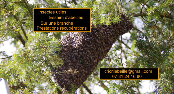 insectes-utiles-essaim-abeilles-sur-une-branche-prestation-récupération.