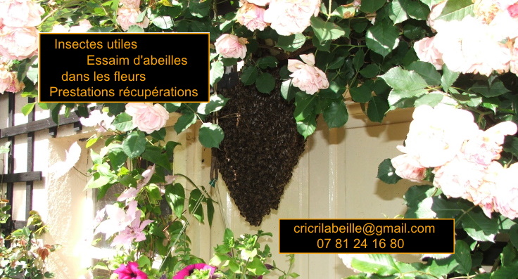 insectes-utiles-essaim-abeilles-dans-des-fleurs-prestations-récupération.